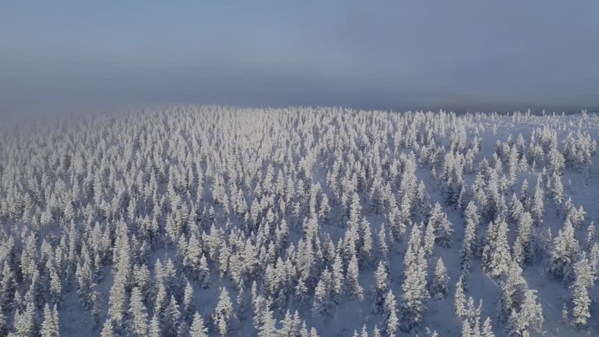A high view shows a vast forest of pine trees heavily covered in white snow under a pale blue sky with a light mist lingering over the landscape