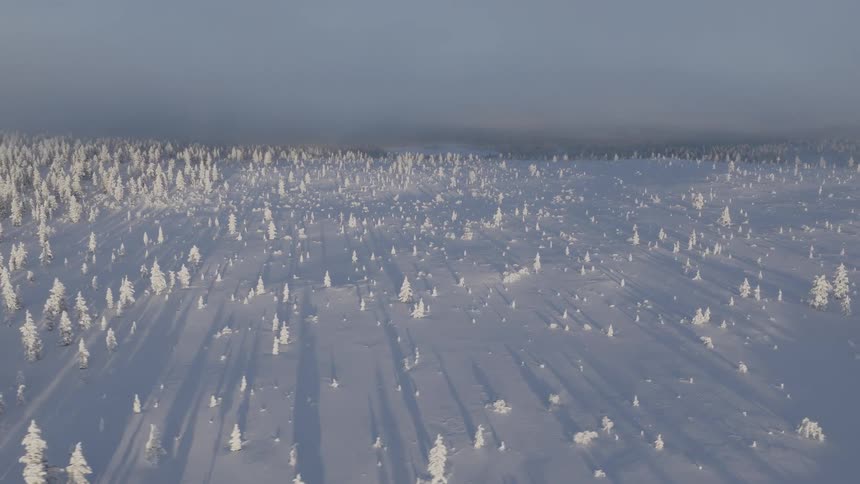 Frost covered conifers cast shadows on snowy forest covered terrain on a winter day