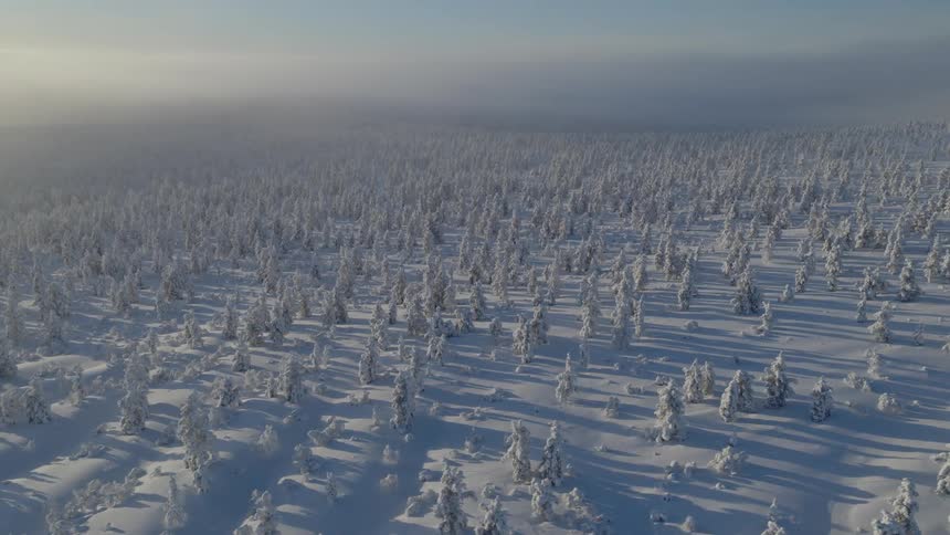 Snowcovered forest seen from above with scattered trees forming patterns across the landscape