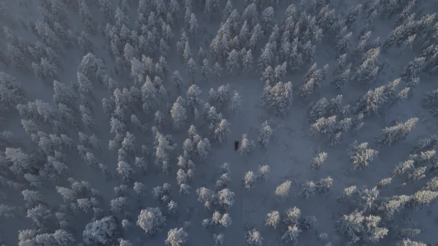 Aerial view of a snowy forest with a trail crossing between scattered trees