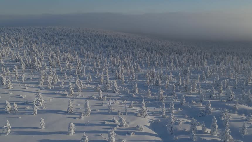 An aerial view of a forest covered in snow