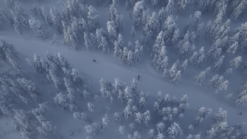 Three people walking on a snow covered road through the forest