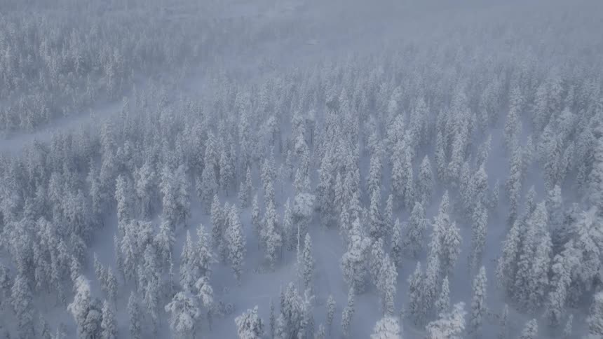 Haze covers frost covered conifers in a snowy winter forest