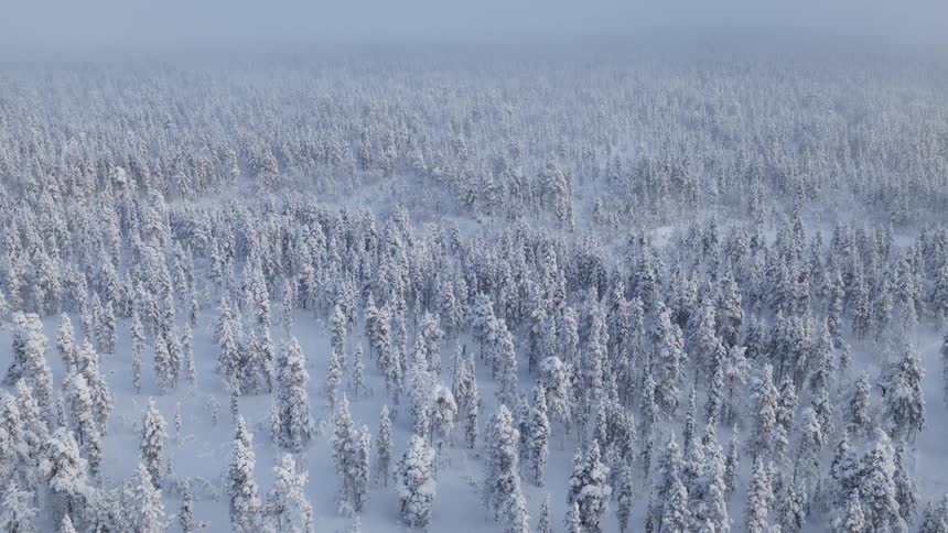 A high view shows a vast forest where every tree is heavily covered in white snow under a thick grey mist that obscures the horizon