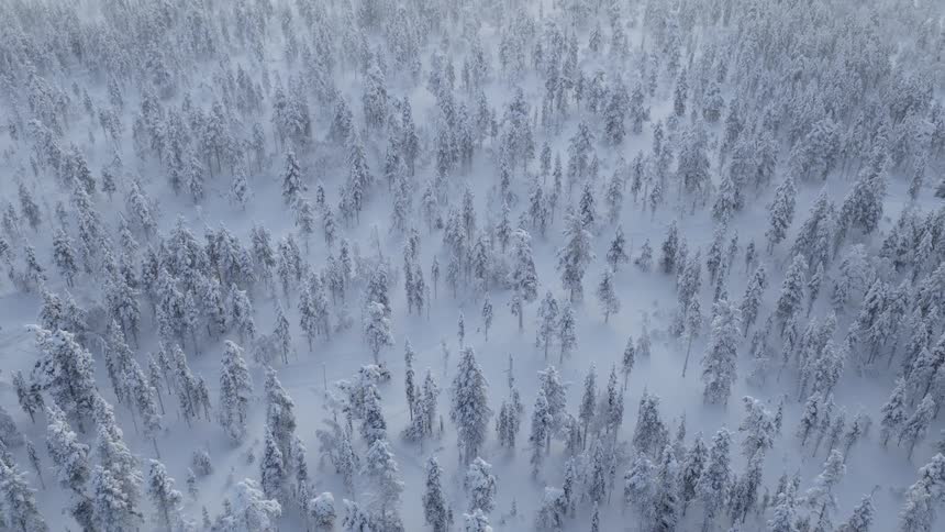 Aerial view of snow covered trees in a forest