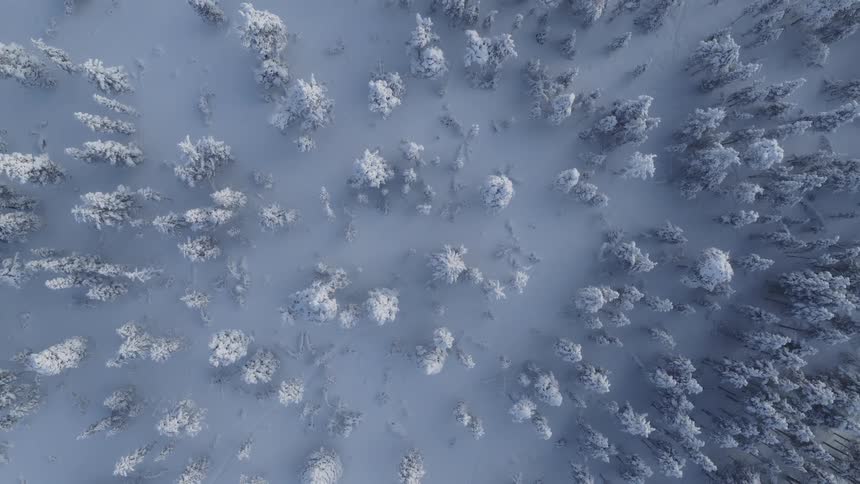 Vertical aerial view of snowcovered trees scattered across a white landscape