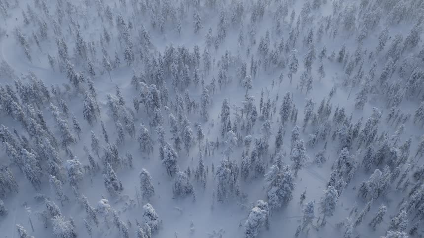 Snowcovered conifer forest seen from above in a continuous white landscape