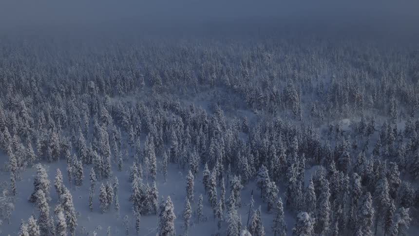 A dense forest of pine trees heavily blanketed in white snow under a hazy blue winter sky