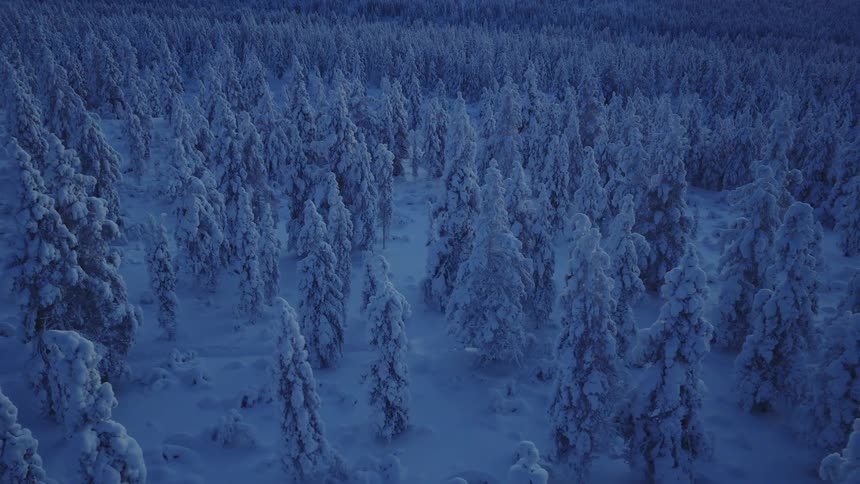 Person walks among densely snowcovered trees in a forest at dusk