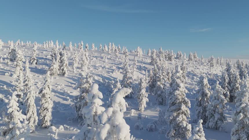 Aerial view of snow covered pine trees on a hillside under a clear blue sky