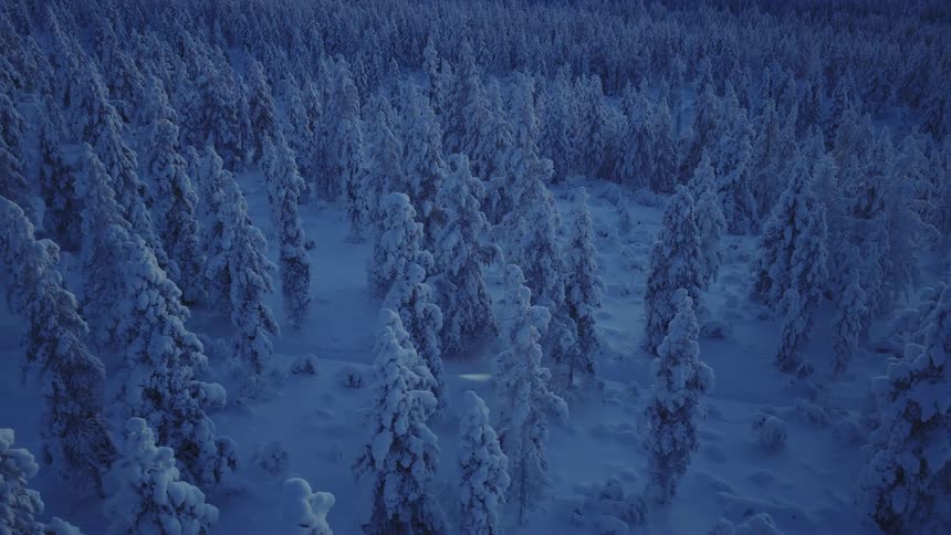 An aerial drone shot captures a lone person walking through a vast dense forest of snowcovered trees the entire landscape is bathed in a deep blue twilight hue emphasizing the cold and isolated nature of the wintry environment