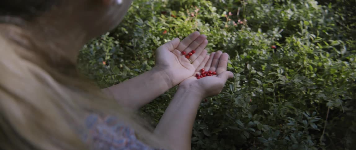 Young woman carefully picking berries from a leafy bush in a beautiful outdoor setting.