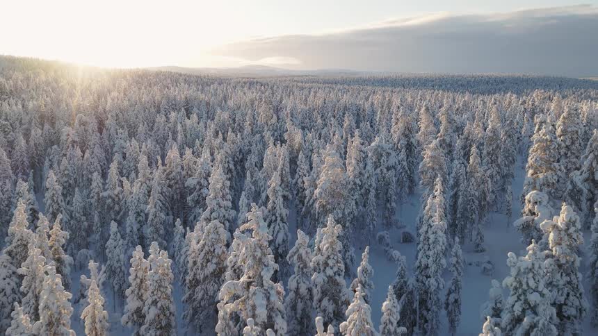 Aerial view of a snowcovered forest illuminated by sunlight