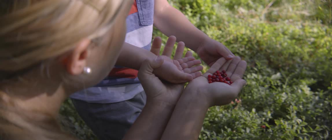 Woman picks red berries then puts them into toddlers hand