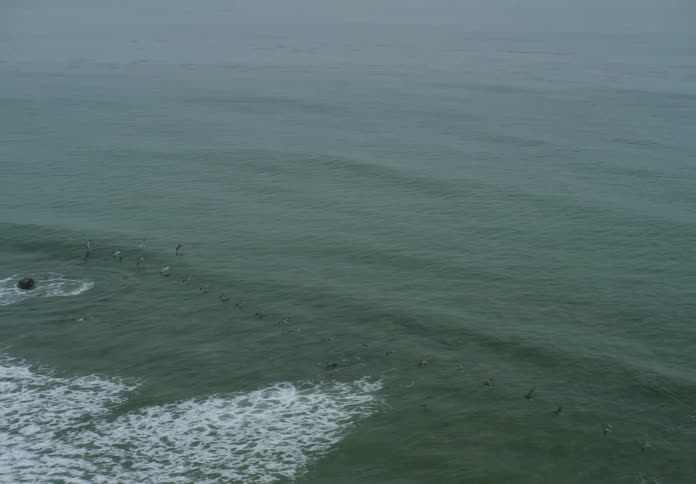 A flock of large birds fly in a line over the shallow coastal ocean waters