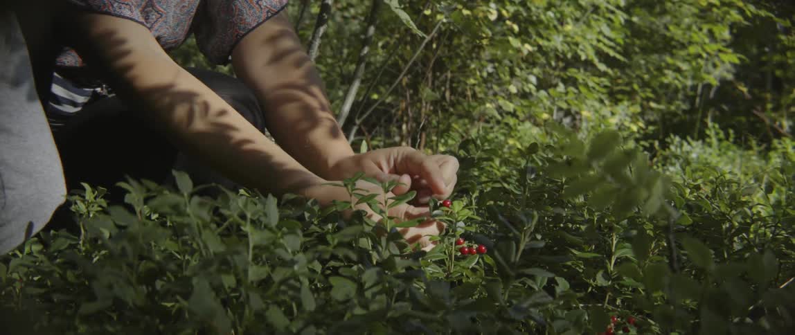 Young boy helping his mother harvest red berries from a garden bush in sunlight.