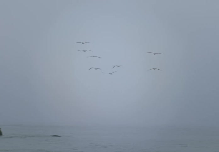 A flock of birds fly above the coastline under a foggy sky