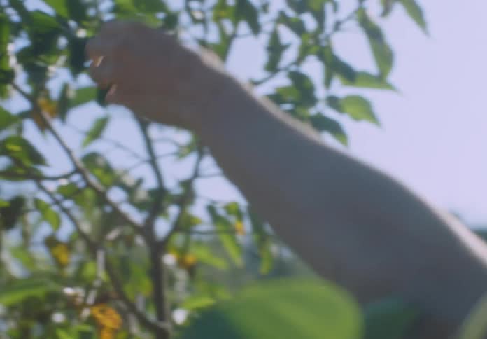 Mother picks fruit among the trees with her young daughter in her lap