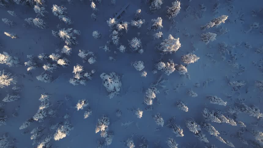 Frost covers the conifers in a snowy forest on a winter day