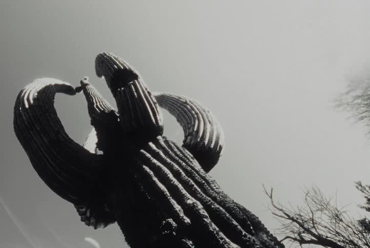 Closeup of a saguaro cactus tree in a desert