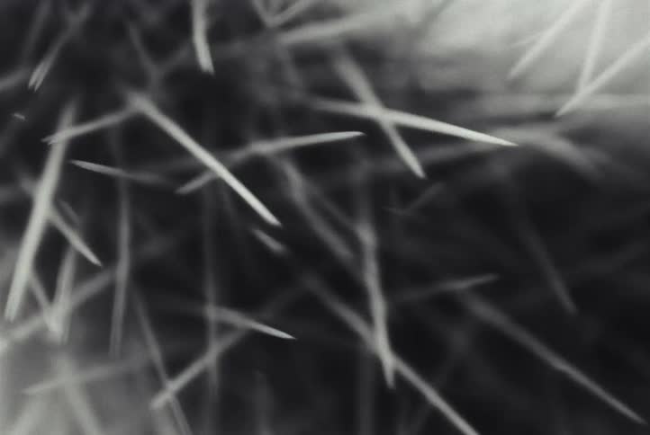 A close view of sharp pine needles in black and white with a shallow depth of field and soft light from above