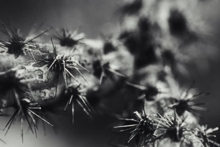 Closeup of an outdoor cactus plant