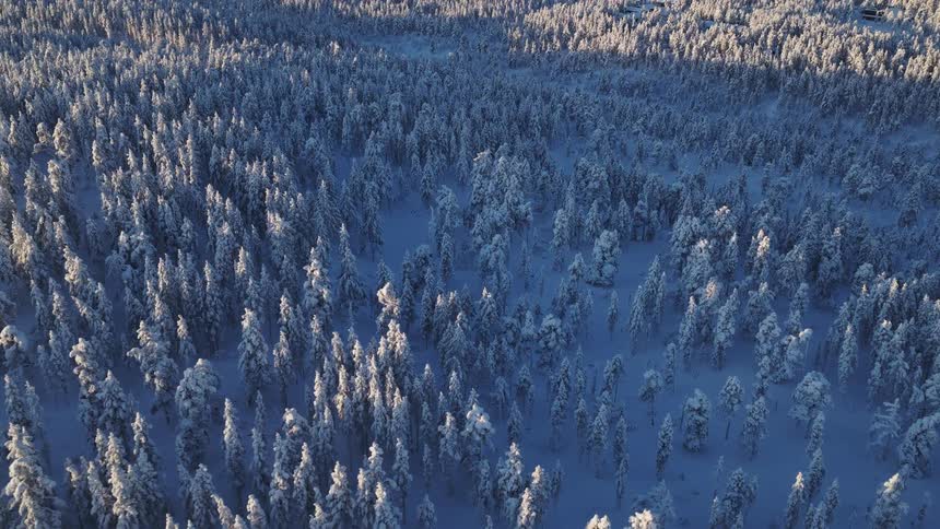 An aerial view shows a vast forest of tall pine trees covered in thick white snow with long shadows stretching across the ground under the cold light of a winter sun