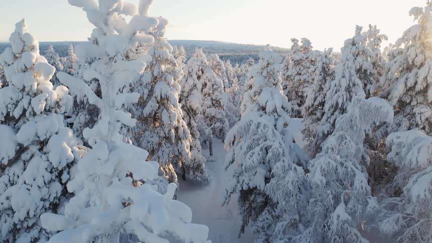 A close view of tall pine trees heavily laden with thick white snow under the bright morning sun in a quiet winter forest