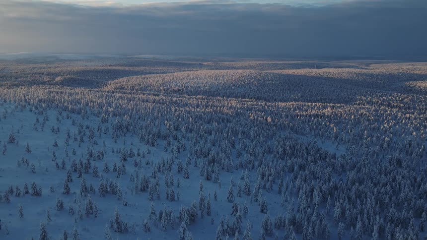 An aerial view shows a vast forest of tall pine trees covered in thick white snow with long shadows stretching across the ground under the cold light of a winter sun