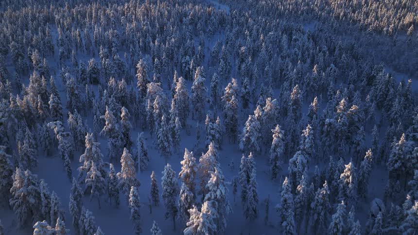 An aerial view shows a vast forest of tall pine trees covered in thick white snow with long shadows stretching across the ground under the cold light of a winter sun