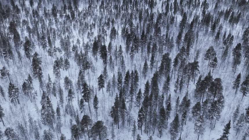 An aerial view shows a vast forest of tall pine trees covered in thick white snow with long shadows stretching across the ground under the cold light of a winter sun