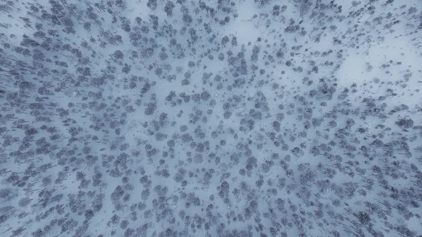 Aerial view of snow covered woodland on a winter day