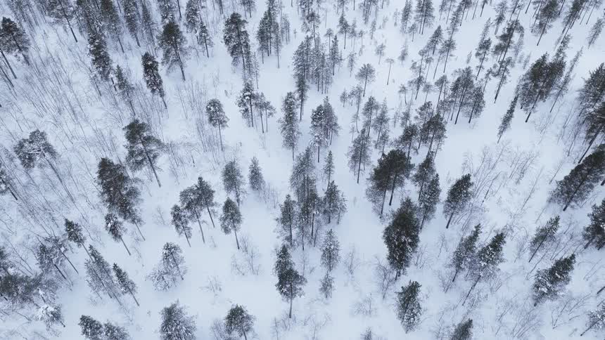 An aerial view looking straight down at a dense forest of evergreen and deciduous trees scattered across a thick blanket of white snow on a winter day