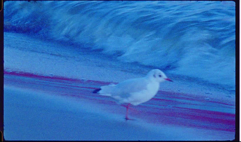 Seagull walking on sand by the sea