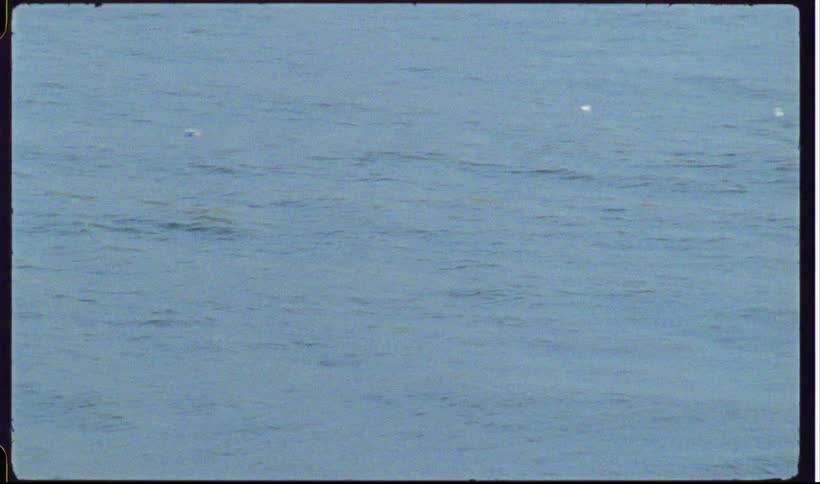 White waterbirds float in the ocean during the daytime