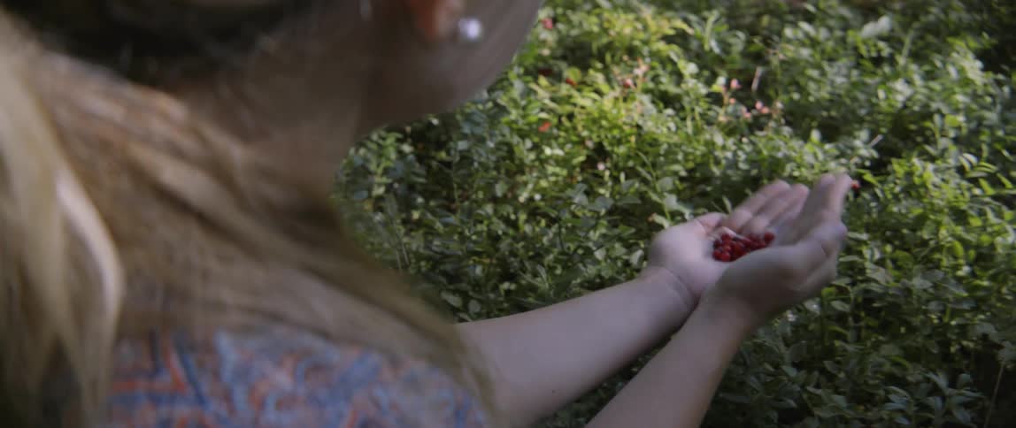 A woman is picking fresh red berries from a green bush outside in nature.