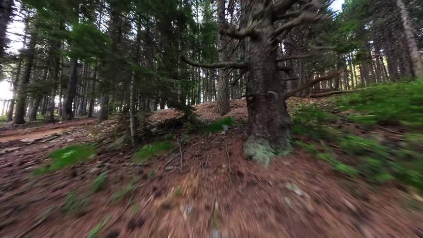 A first person perspective moves rapidly along a dirt trail through a dense pine forest