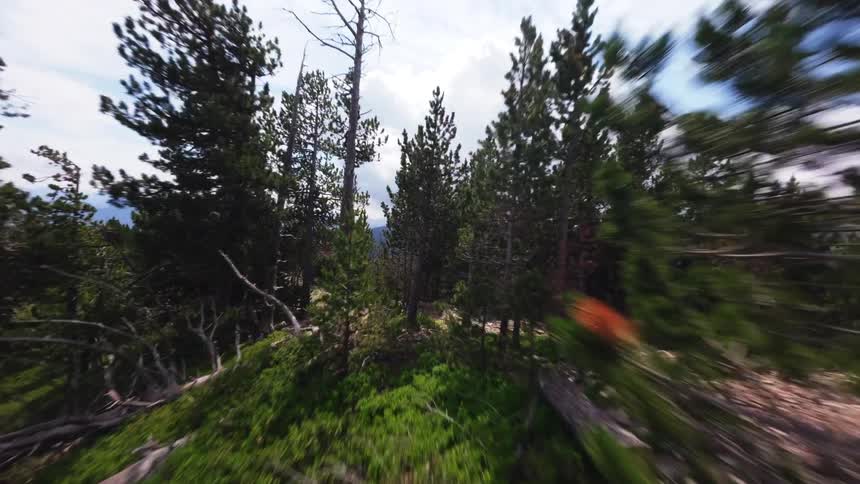 Dirt and rocky trail in a mountainous area surrounded by trees