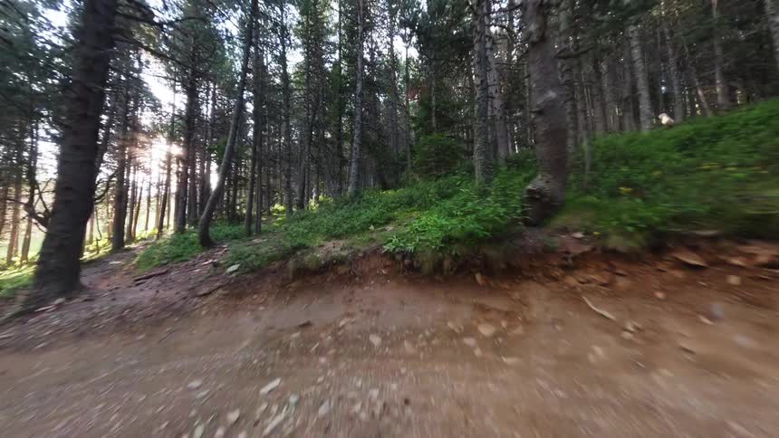 A path in the forest surrounded by trees at midday