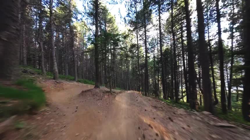 A forest filled with tall trees with a path running beneath them at midday