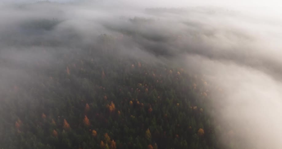 Low fog covering a forest with scattered trees seen from above