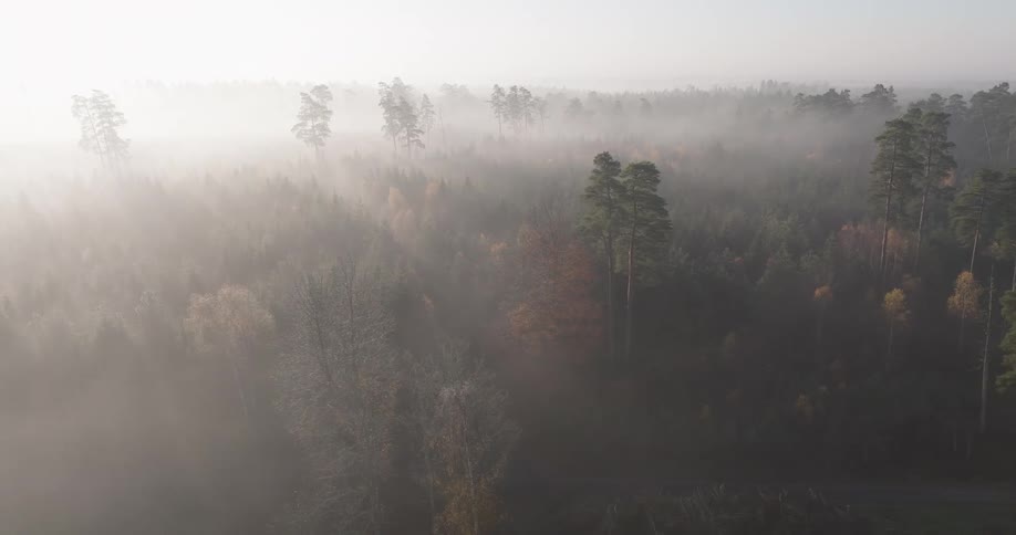 Thick heavy fog hangs low over trees in the forest
