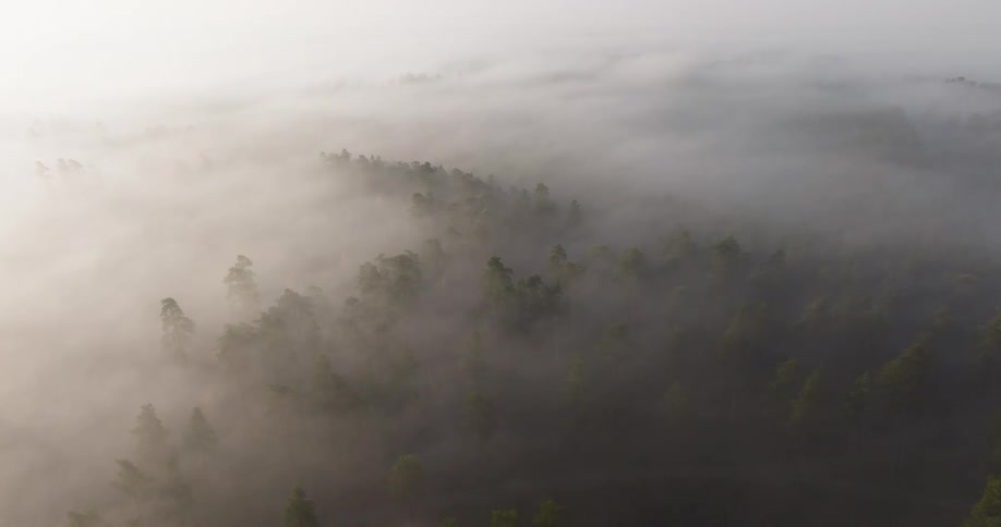 Dense fog covering hills with forest and visible tree canopies
