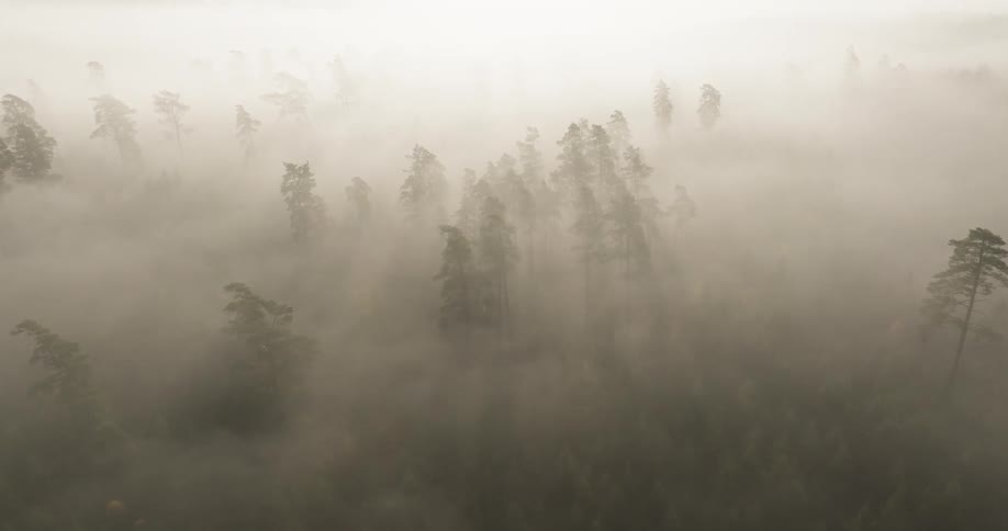 Layer of fog covering a forest with partially visible tree canopies