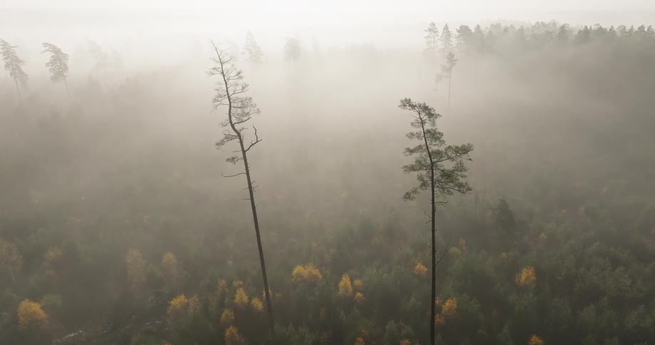 A foggy forest atmosphere at sunrise with leaves and trees covering a vast span of land