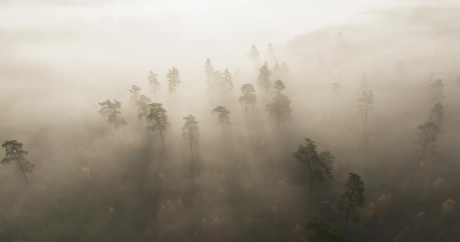 An aerial view captures a dense forest landscape partially obscured by a thick layer of morning mist