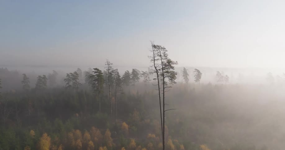 Aerial of an evergreen forest on an autumn morning