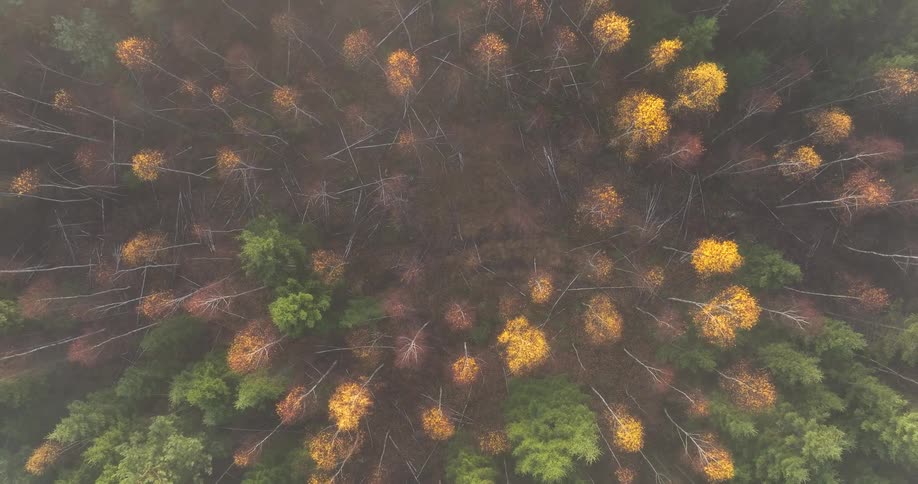 Aerial view of a forest with scattered trees and canopies in green and yellow tones