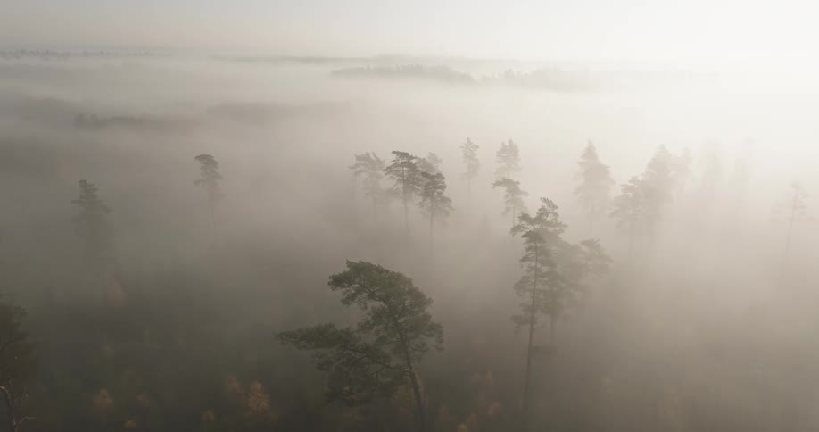 An aerial view captures a dense forest partially obscured by thick morning fog