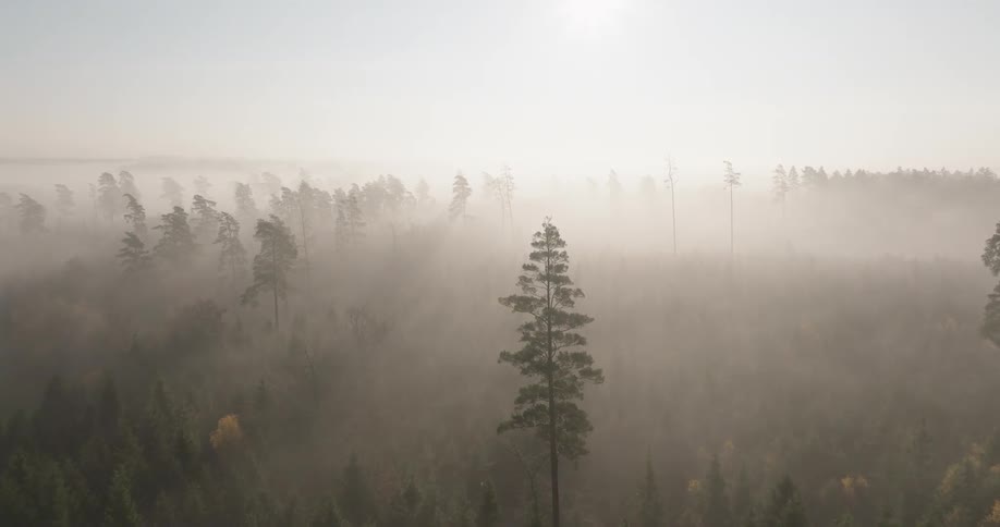 Thick heavy fog hangs low over trees in the forest